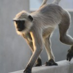 Monkey scaling the rooftops at sunset