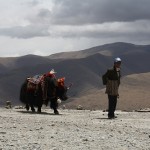 Tibetan walking his colorful yak