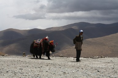 Tibetan walking his colorful yak