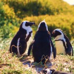 African Penguins bask in the sun on the shore at Boulder Bay