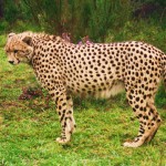 Gracefully spotted body of the cheetah