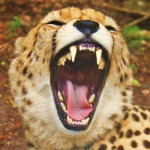 Don't fear, this cheetah is just taking a yawn