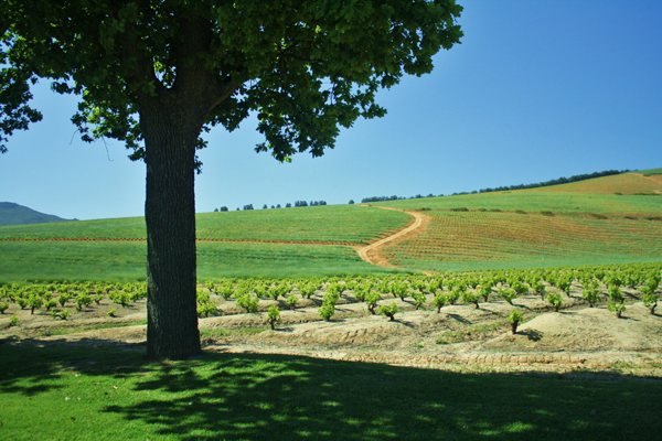 IMG 0352 3 South Africa’s Winning Winelands
