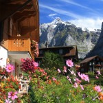Flowers in Grindelwald | Switzerland
