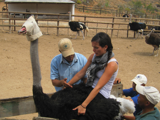 Laura Ostrich Giddy Up: The Ostrich Capital of the World