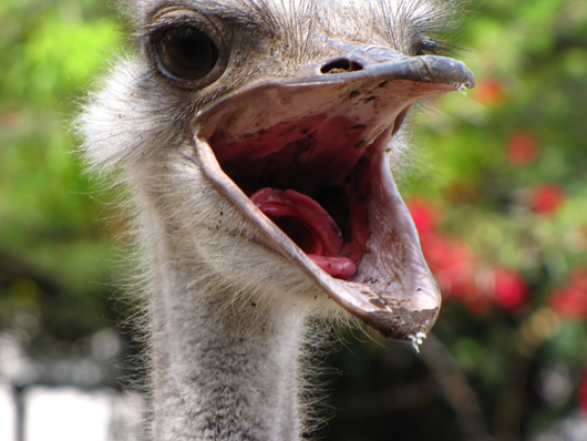 Ostrich Face Giddy Up: The Ostrich Capital of the World