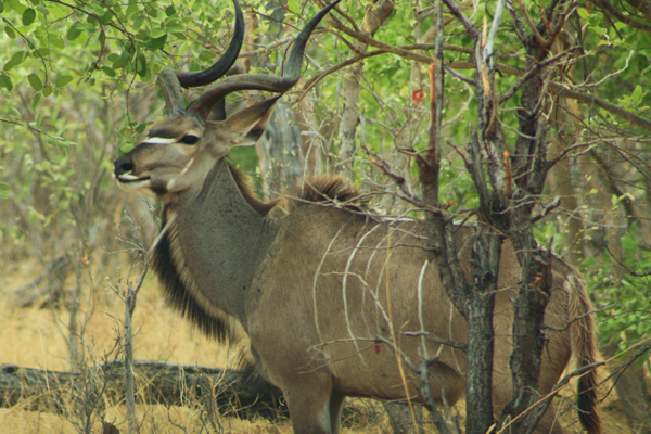 A male kudu proudly shows off his warrior markings