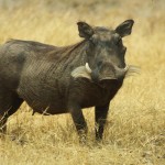 Ever-comical warthog grazing the grasslands