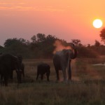 Elephants fill the horizon against the unrivaled African sunset