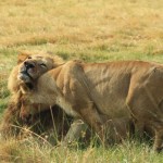 Male and female lions cuddle up after noshing on a buffalo