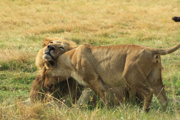 Male and female lions cuddle up after noshing on a buffalo