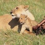 Female lion and her cub snack on their latest kill
