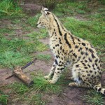 The petite-sized, spotted serval