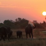 Elephants at Sunset in Moremi Game Reserve